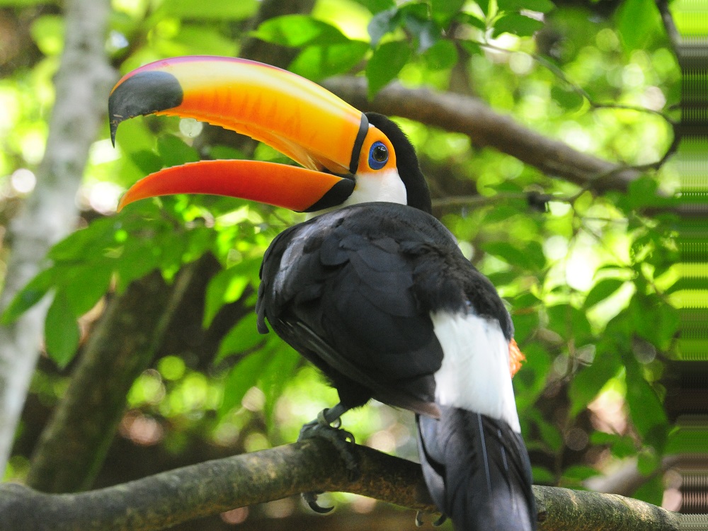 Parque das Aves